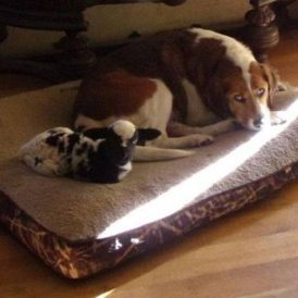 Beatrice the Bum Image